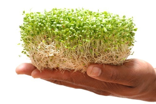 Mão segurando microgreens verdes com raízes expostas