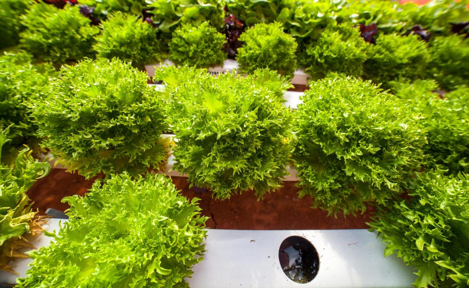 &aacute;gua em hidroponia