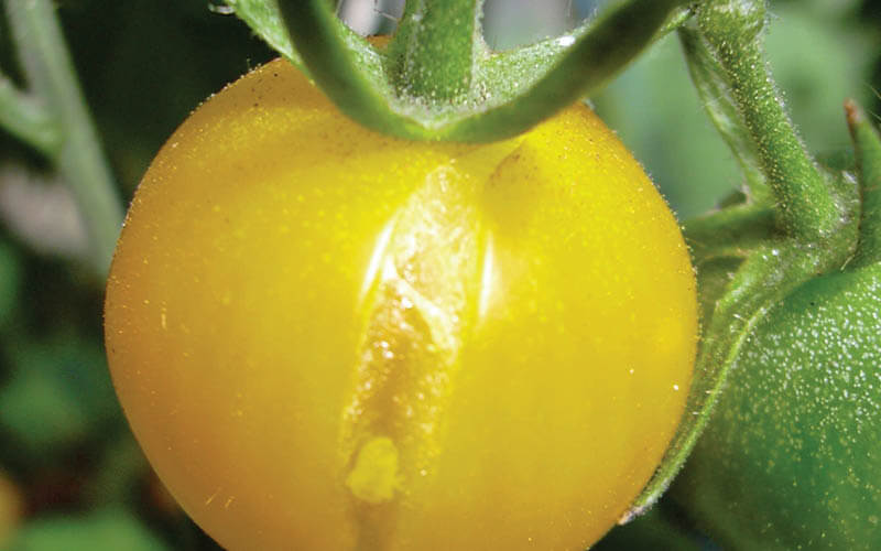 humidade em HIdroponia