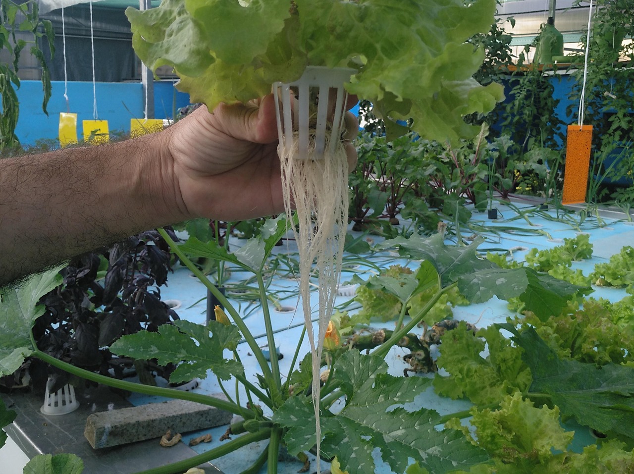 Estufa de Aquaponia Alface com raízes em sistema hidropónico numa estufa interior