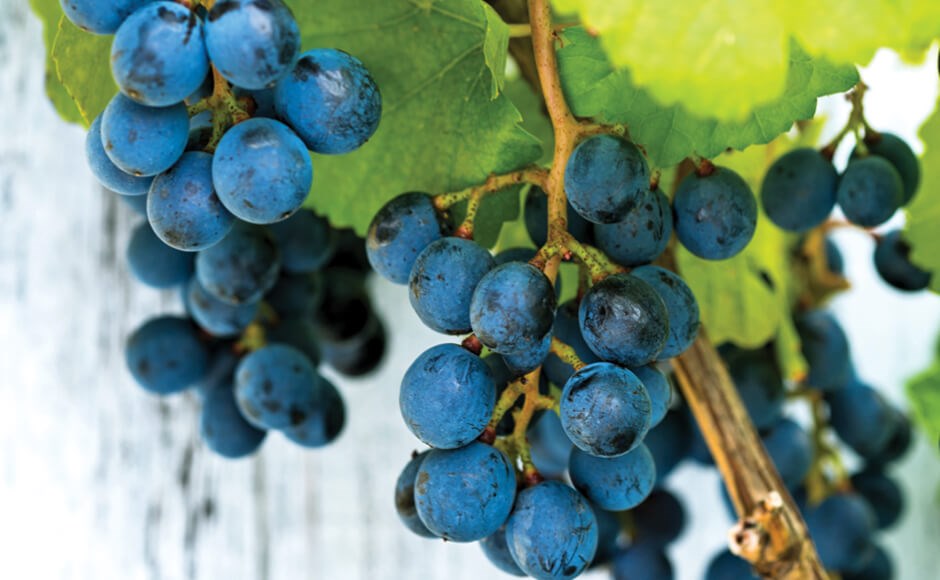 Cachos de uvas roxas maduras com folhas verdes ao fundo numa videira