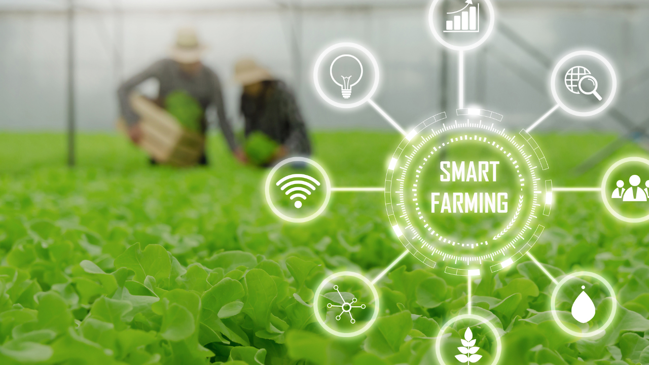 Campo de cultivo com alfaces verdes e ícones tecnológicos SMART FARMING