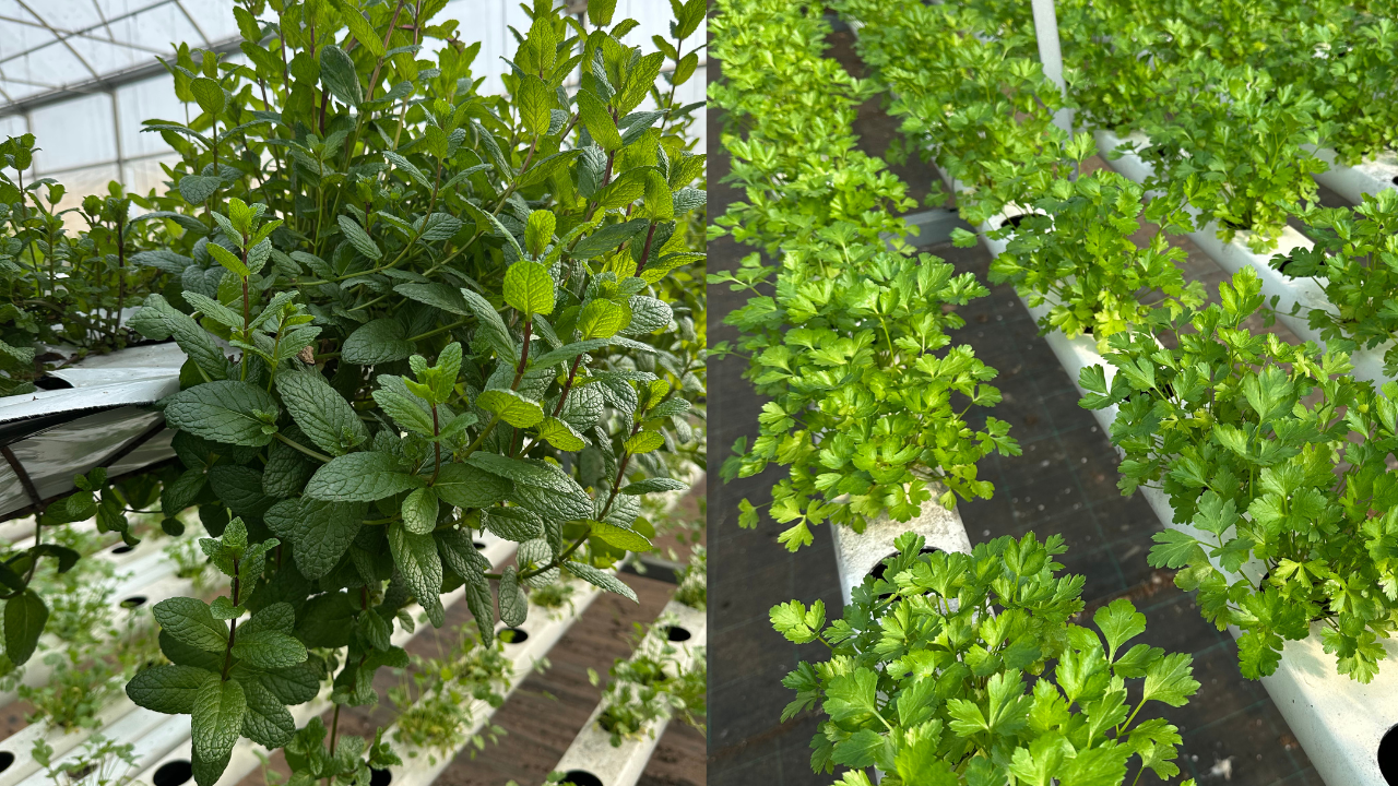 Plantas de hortelã e salsa crescendo em sistema hidropónico dentro de estufa
