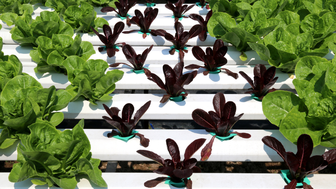 plantação hidropónica de alfaces verdes e vermelhas