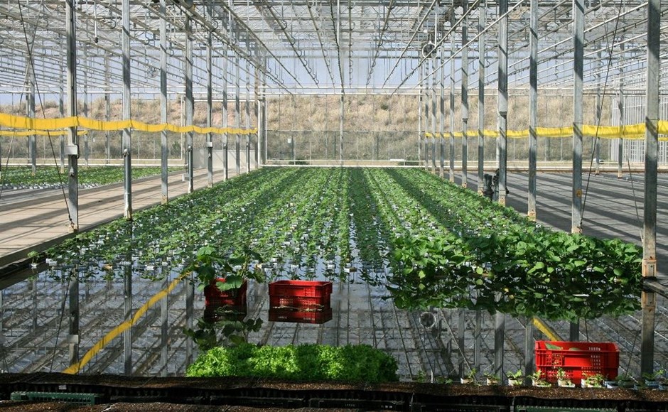 Estufa com plantas verdes em linhas e caixas vermelhas no chão molhado