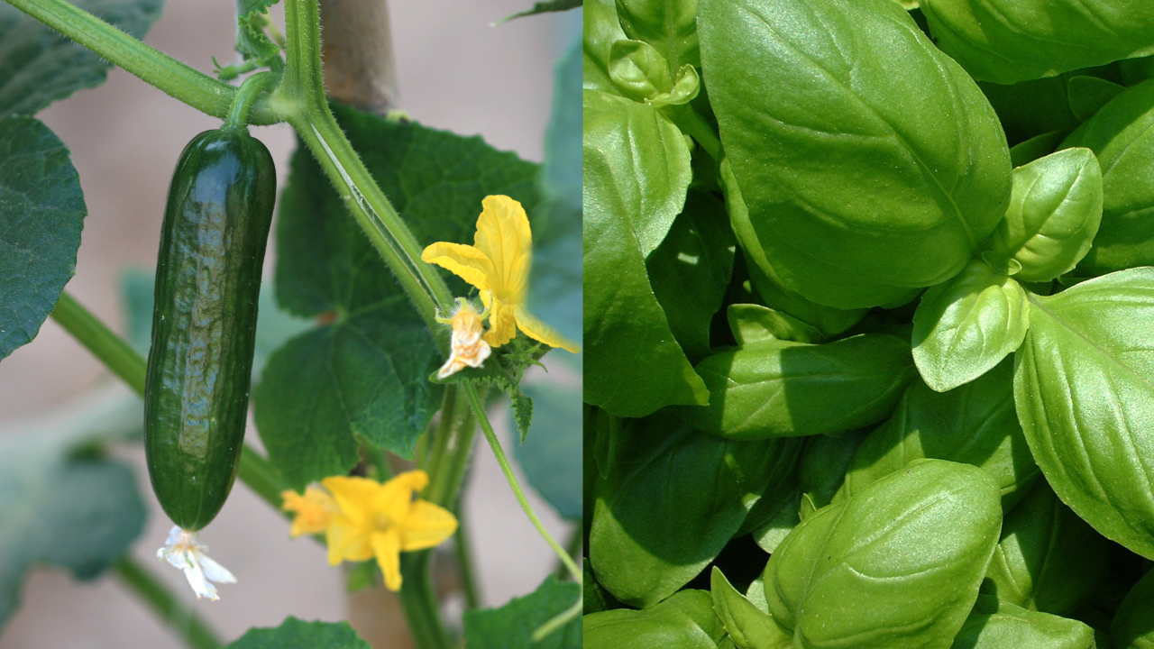Pepino com flores amarelas à esquerda e folhas de manjericão verdes à direita
