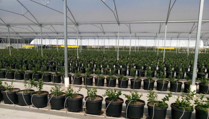 Cultivar Mirtilos Hidroponia