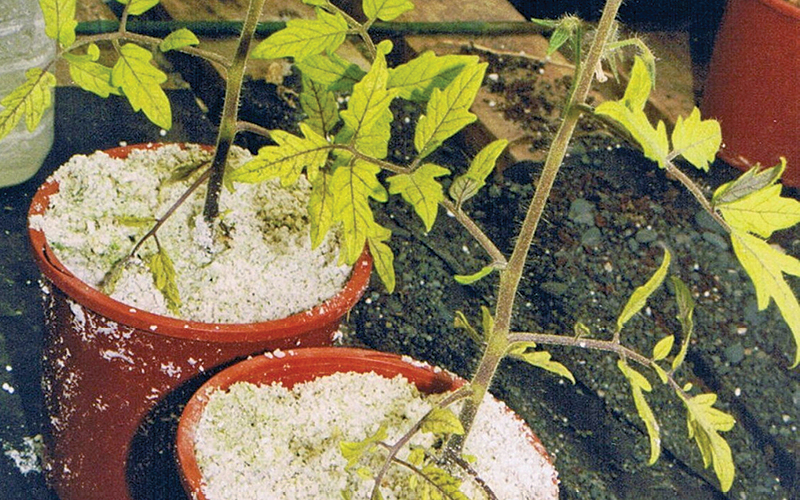 absor&ccedil;&atilde;o nutrientes hidroponia