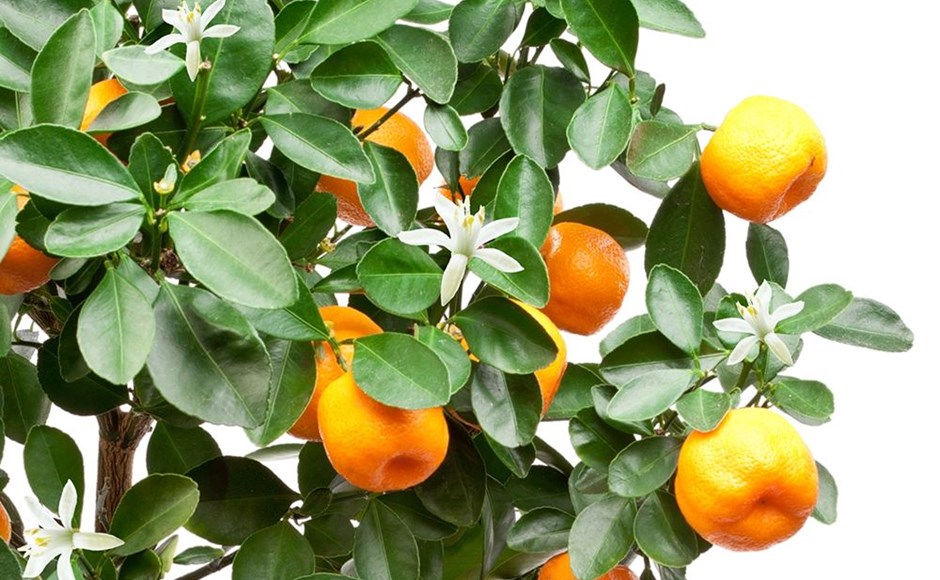 Ramos com folhas verdes, flores brancas e laranjas maduras