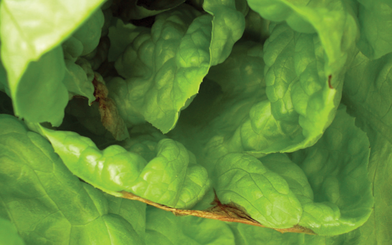 absor&ccedil;&atilde;o nutrientes plantas