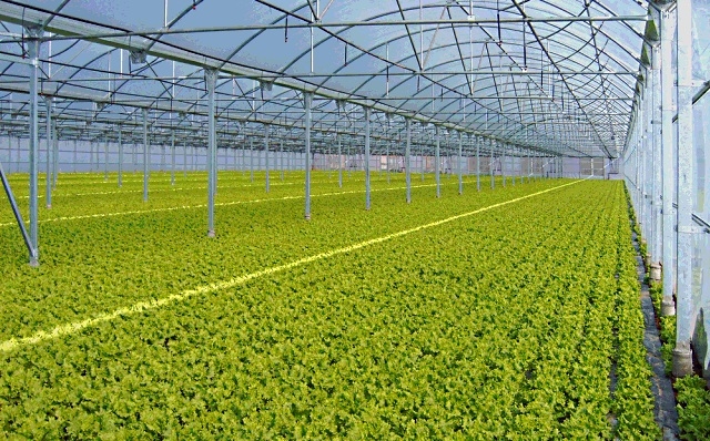 estufa agrícola com plantas verdes organizadas em linhas e estrutura metálica