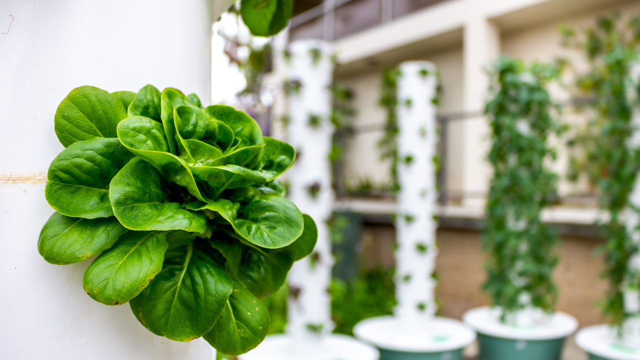 Salada verde crescendo em sistema hidropônico vertical branco em ambiente interno