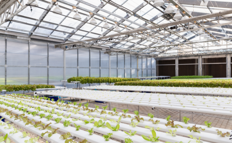 Estufa com vários sistemas hidropónicos brancos e plantas verdes jovens