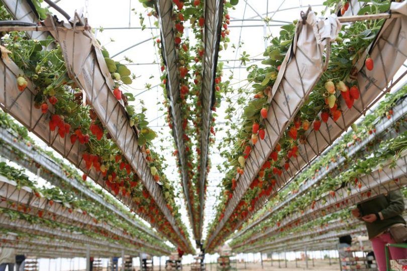 Interior de estufa com plantas de morango suspensas em sacos ao longo de fileiras