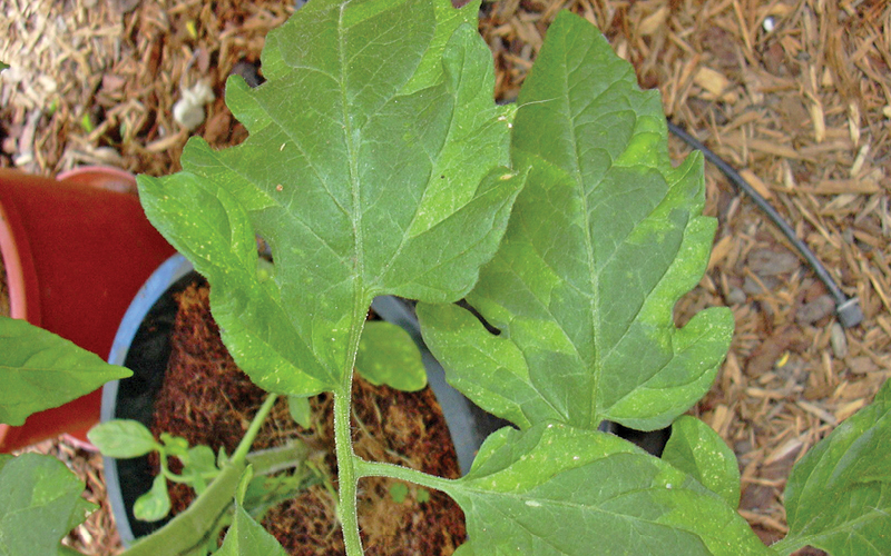 sintomas de v&iacute;rus nas plantas