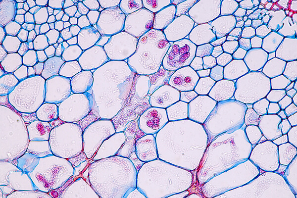 o&iacute;do nas plantas