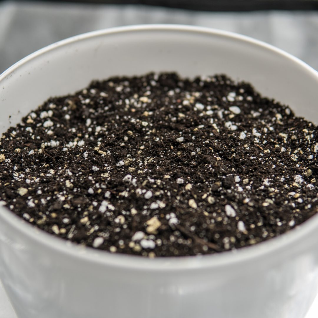 100 gr Perlite Vaso branco com terra escura e partículas brancas no interior