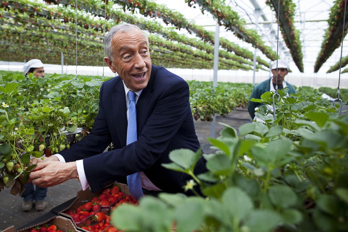 Homem a colher morangos numa estufa com plantas e trabalhadores ao fundo