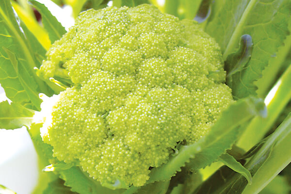 brassica em Hidroponia