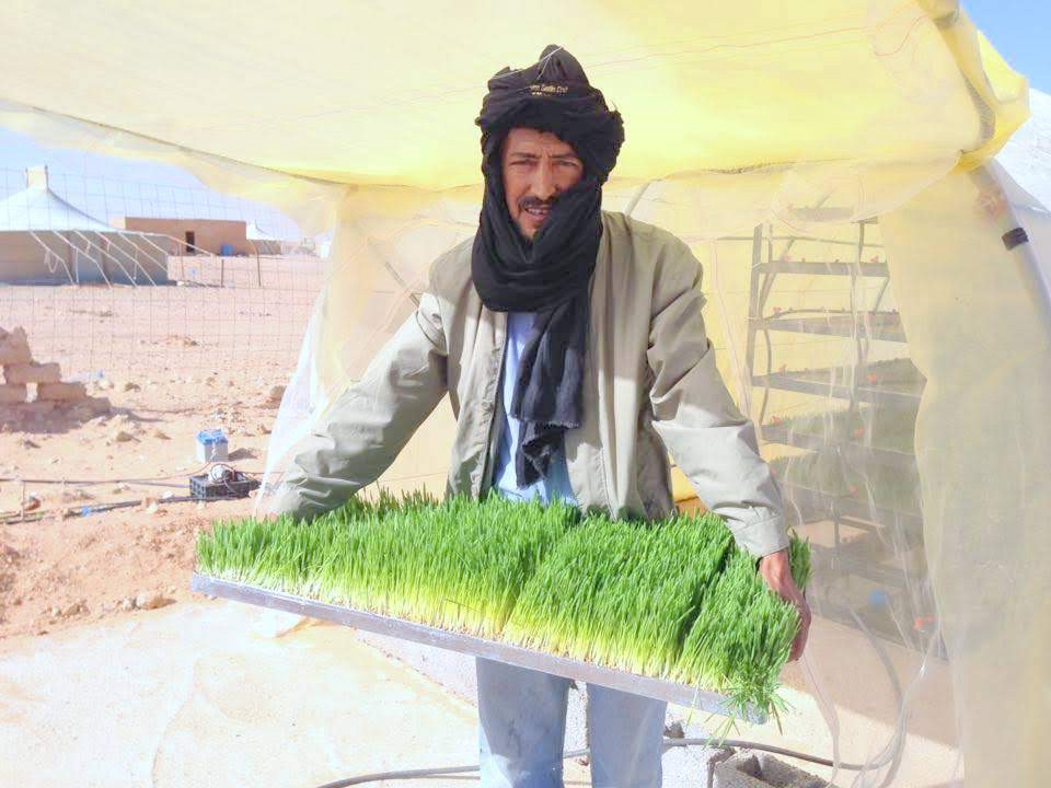 Homem com bandeja de plantas verdes em ambiente arenoso