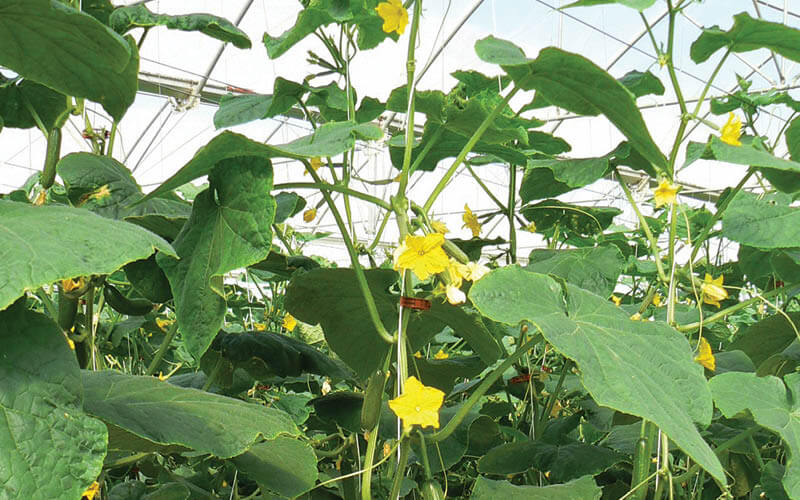 culturas em hidroponia