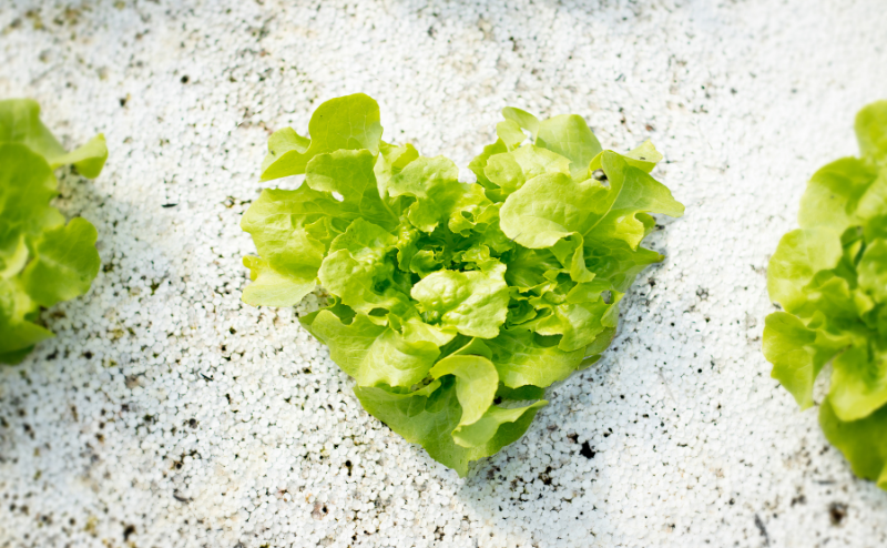 Alface verde fresca com folhas onduladas crescendo em solo branco