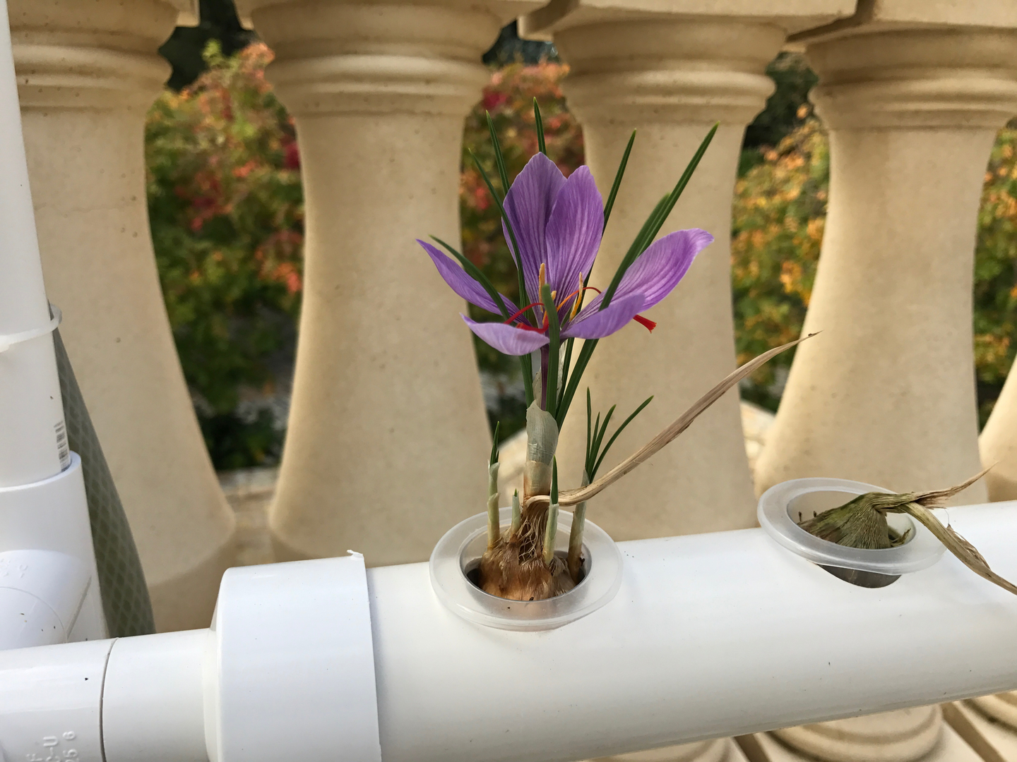 Flor roxa em tubo branco de cultivo hidropónico numa varanda com pilares de pedra