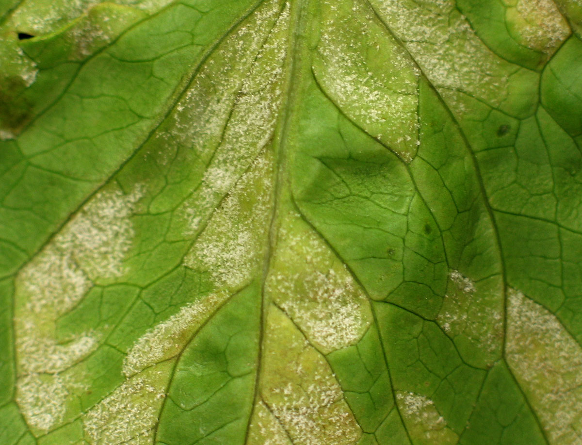 Curso Online - Controlo de Pragas e Doenças da Alface Folha verde com manchas brancas ou prateadas e veias visíveis