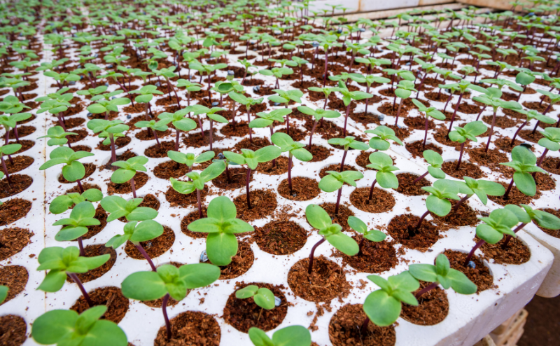Plantas jovens em vasos brancos com substrato castanho em filas num ambiente interior
