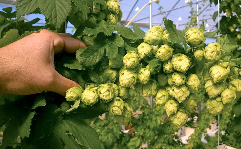 Ramo de plantas de lúpulo com cones verdes e folhas, segurado por uma mão numa estufa