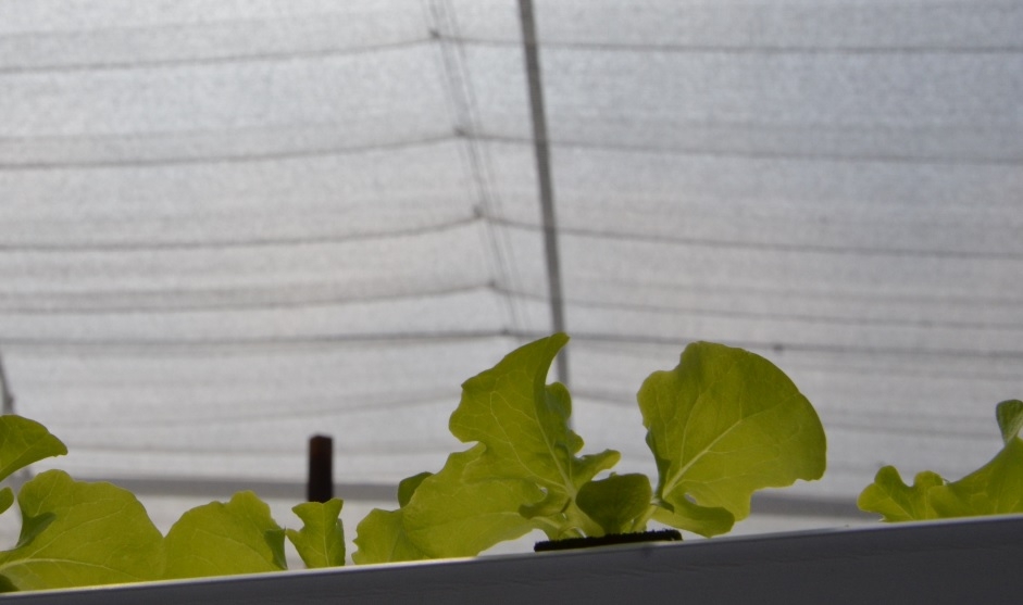 Plantas verdes crescendo sob teto de tela em estufa.