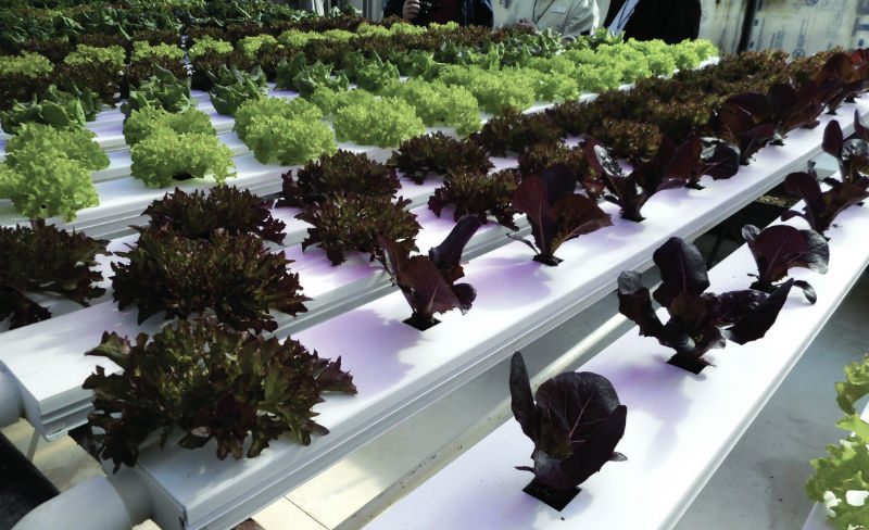 Alfaces verdes e roxas em sistema hidropónico dentro de estufa