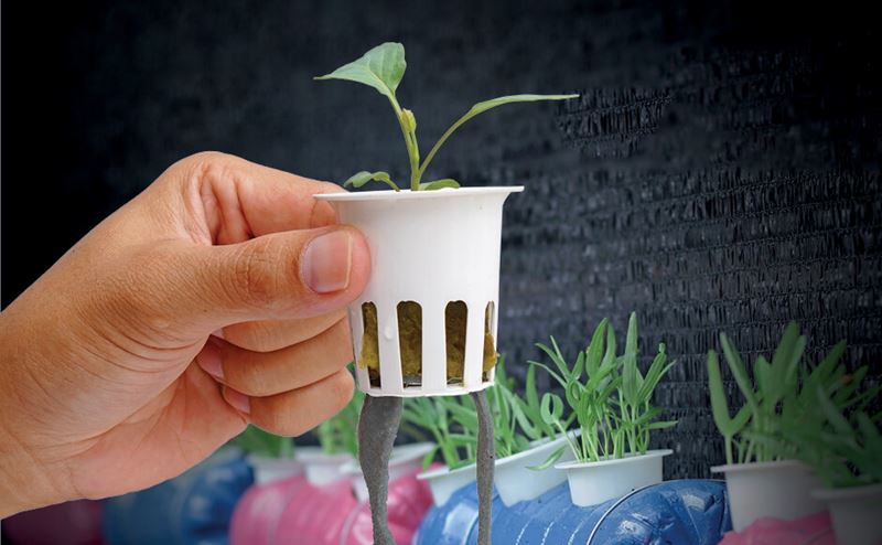 Mão segurando vaso branco pequeno com planta, vasos azuis ao fundo