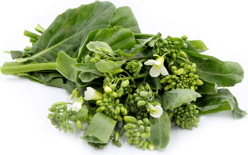 Gai Lan em Hidroponia