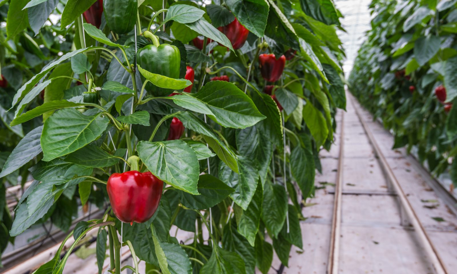 Pimenteiros com pimentos vermelhos e verdes numa estufa agrícola