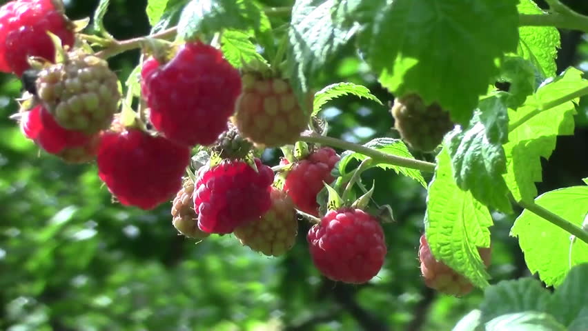 Framboesas em diferentes estágios de maturação num ramo com folhas verdes