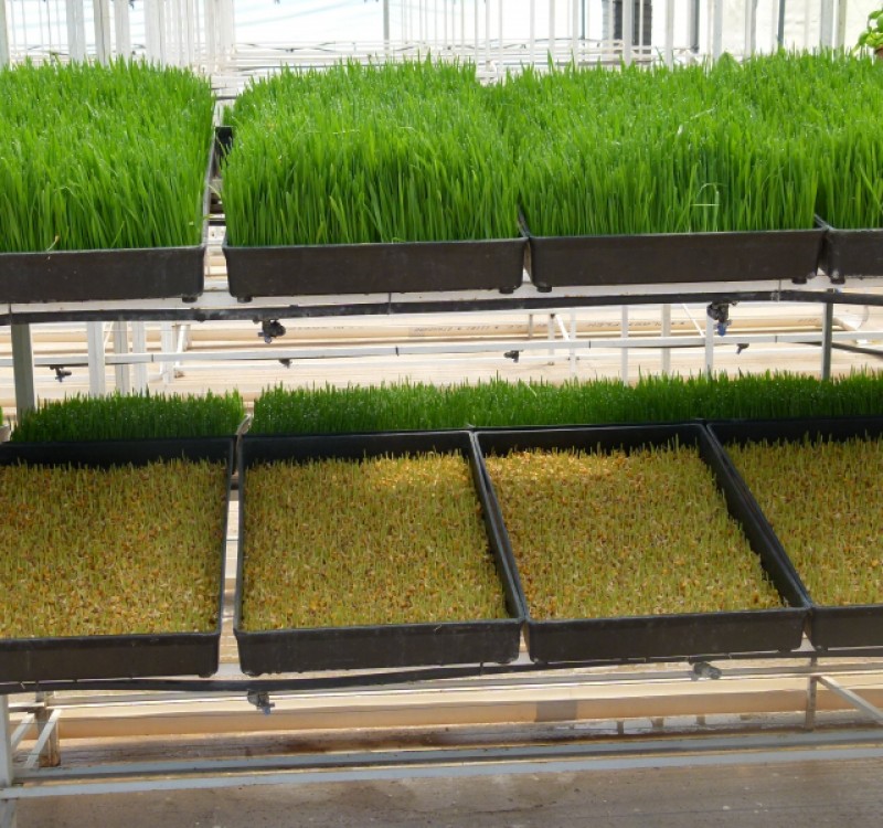 Curso Online - Forragem Hidropónica Placas com brotos verdes em estufa clara