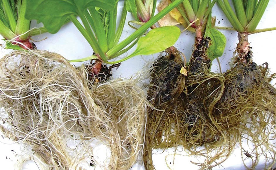 Raízes e folhas verdes de plantas expostas sobre fundo branco