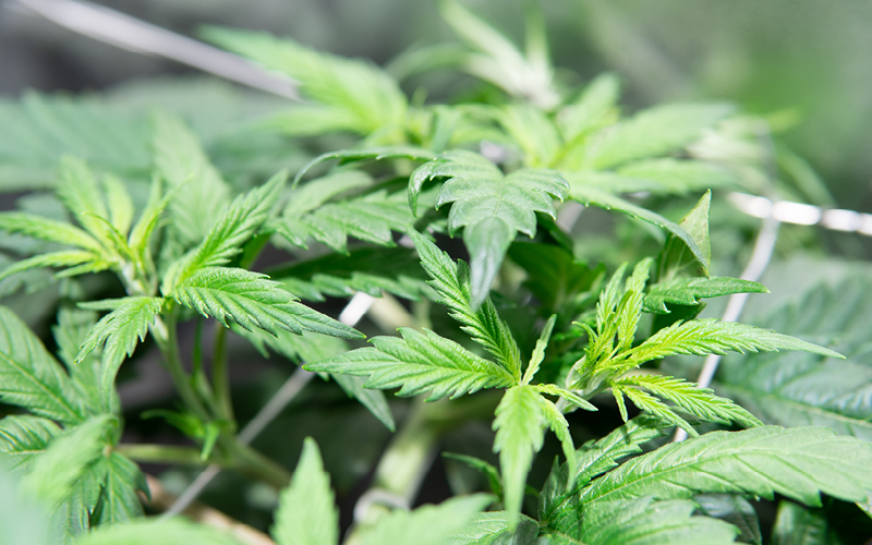 cannabis em hidroponia