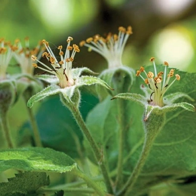 f&oacute;sforo nas plantas