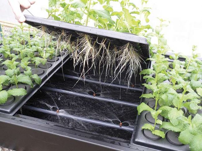 Sistema Aeroponia X-STREAM 40 PLANTAS V2 Sistema hidropônico com plantas verdes e raízes expostas em bandejas de plástico preto