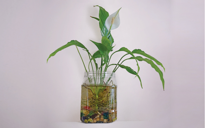 lirio da paz em hidroponia