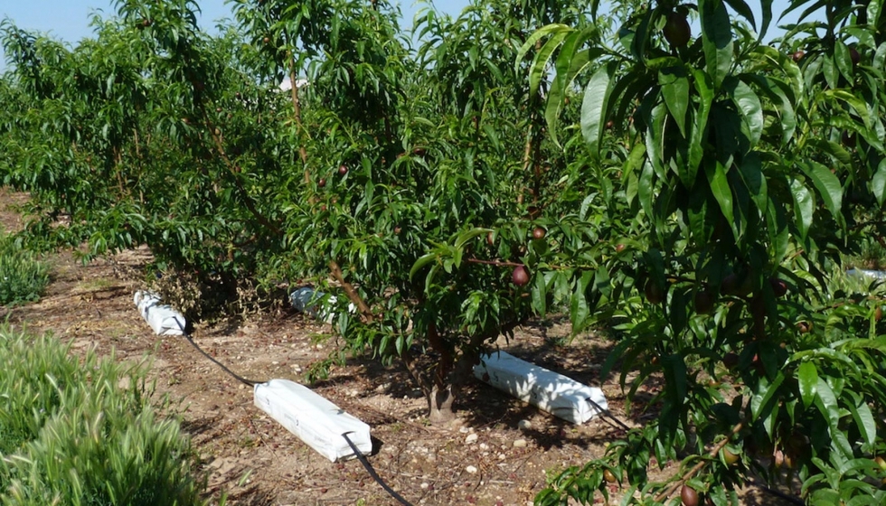 Árvores de pêssego em terreno com irrigação e frutos vermelhos e verdes.