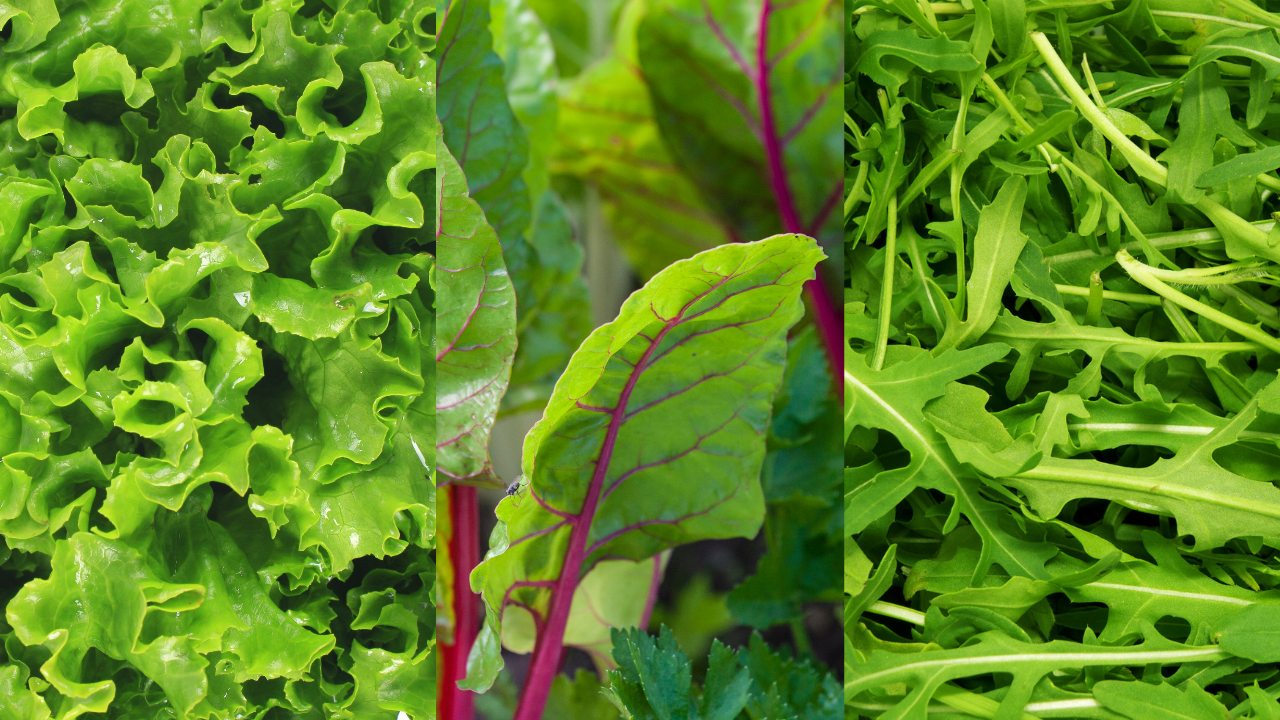 Três tipos de folhas verdes frescas: alface cacheada, folhas de beterraba e rúcula.