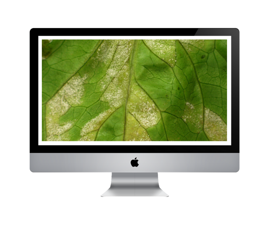 Curso Online - Controlo de Pragas e Doenças da Alface Monitor Apple iMac com imagem de folha verde e manchas brancas no ecrã