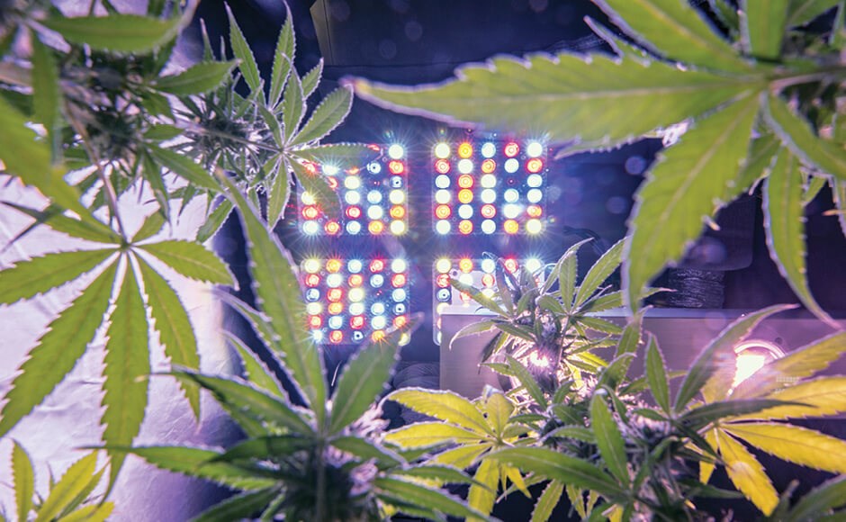 Plantas de cannabis sob luzes LED coloridas em interior