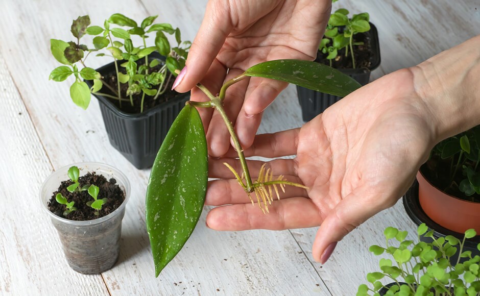 Mãos segurando planta com raízes expostas e muitas plantas em vasos no fundo.