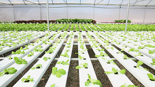 Estufa com cultivo hidropónico em fileiras de plantas verdes