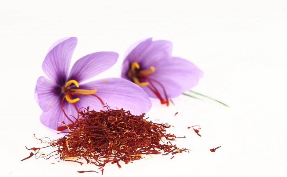 Flores roxas de açafrão com estigmas vermelhos secos