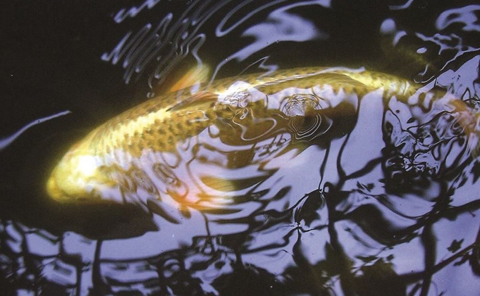 Peixe koi dourado a nadar em água ondulada